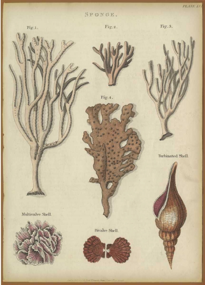 Sponge art print by PI Collection for $57.95 CAD