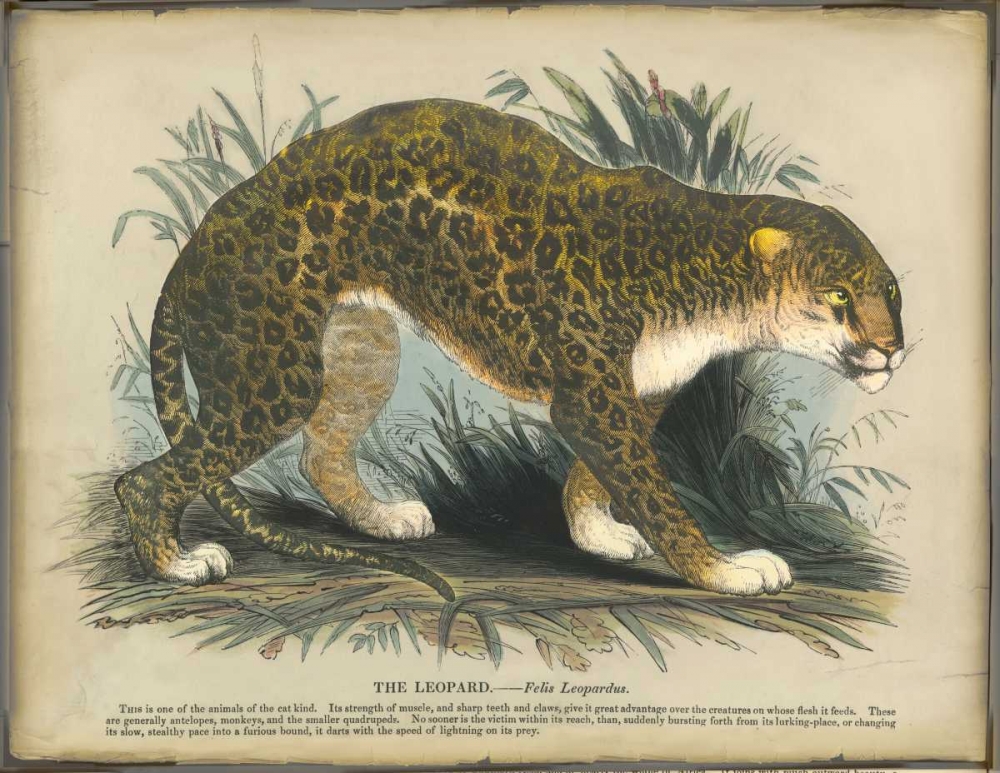 Leopard art print by PI Collection for $57.95 CAD