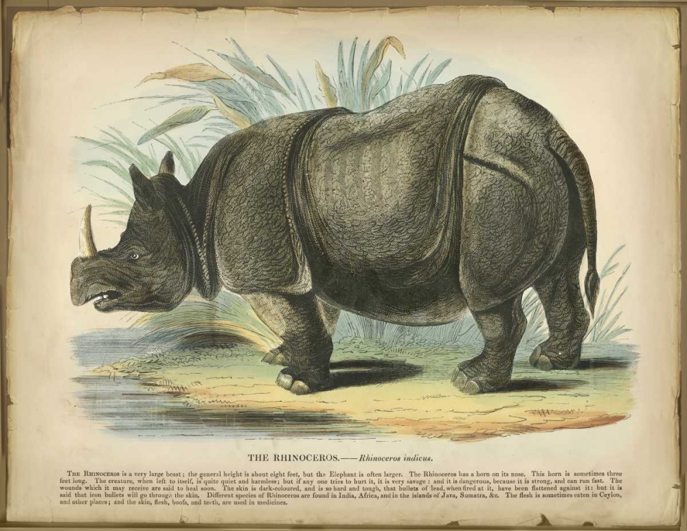 Rhino art print by PI Collection for $57.95 CAD
