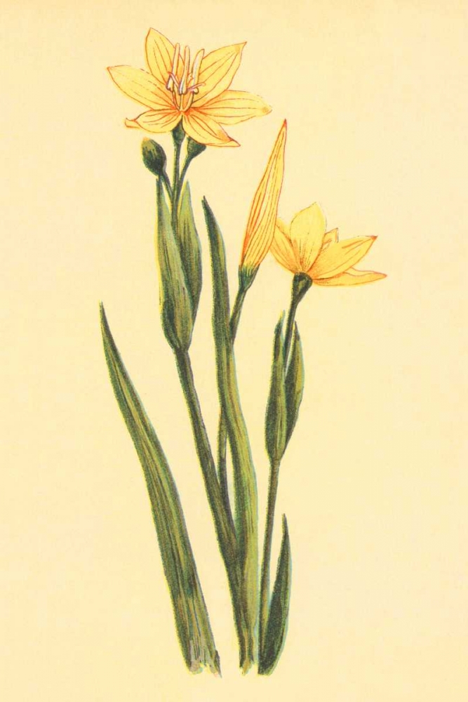 Arizona Sisrinchium art print by PI Collection for $57.95 CAD