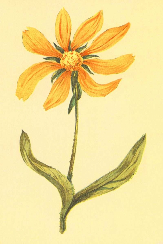 Arizona Wyethia art print by PI Collection for $57.95 CAD