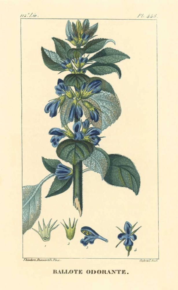 Ballote Oderante art print by PI Collection for $57.95 CAD