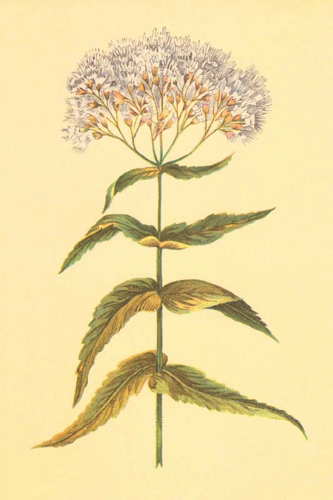 Boneset and Ague Weed art print by PI Collection for $57.95 CAD