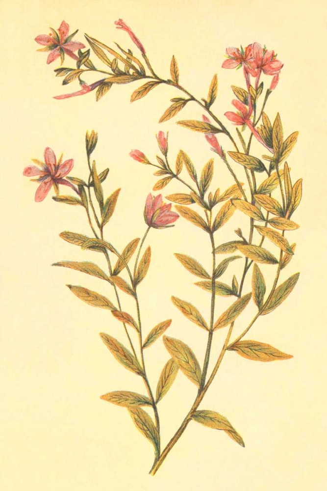 Broad Leaved Fireweed art print by PI Collection for $57.95 CAD