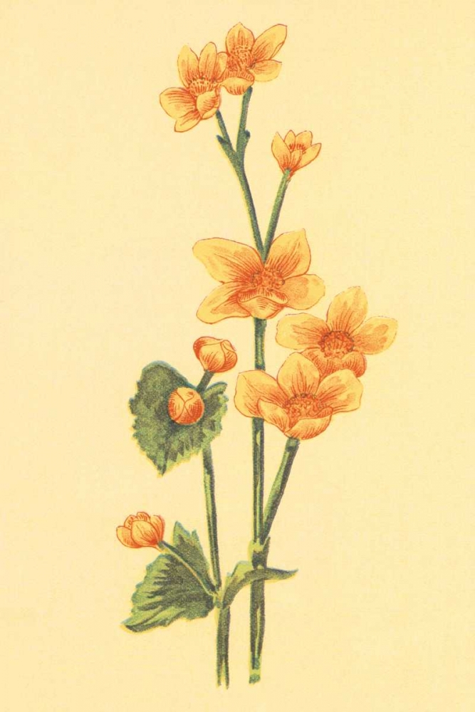 Calthra Palustris art print by PI Collection for $57.95 CAD