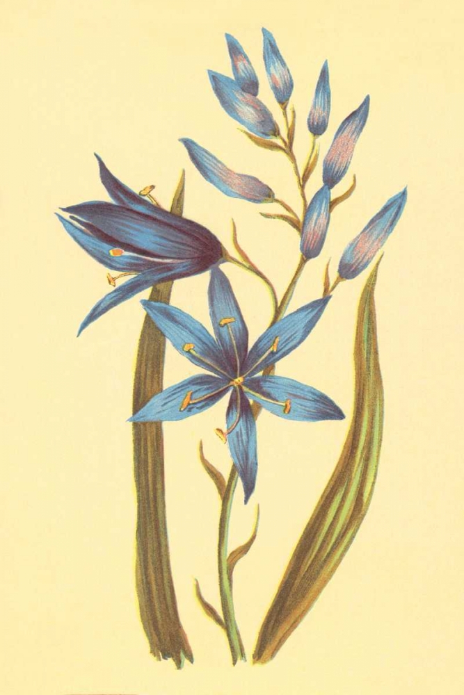 Camass and Wild Hyacinth art print by PI Collection for $57.95 CAD