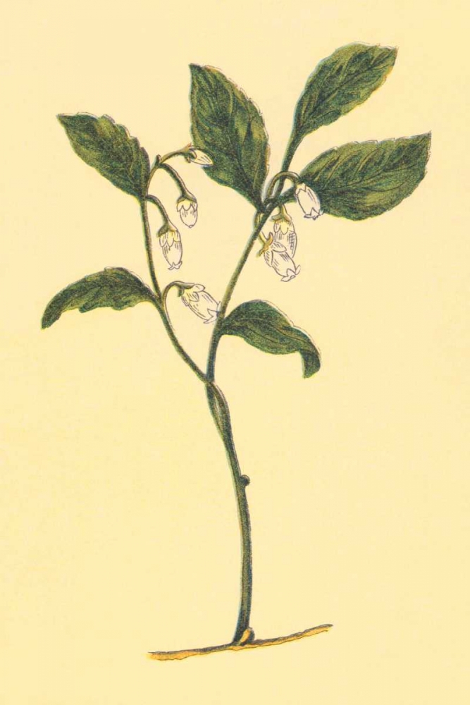 Checkerberry art print by PI Collection for $57.95 CAD