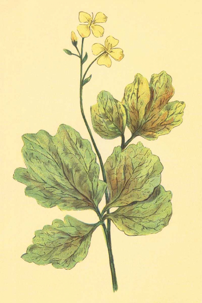 Chelidonium Majus art print by PI Collection for $57.95 CAD