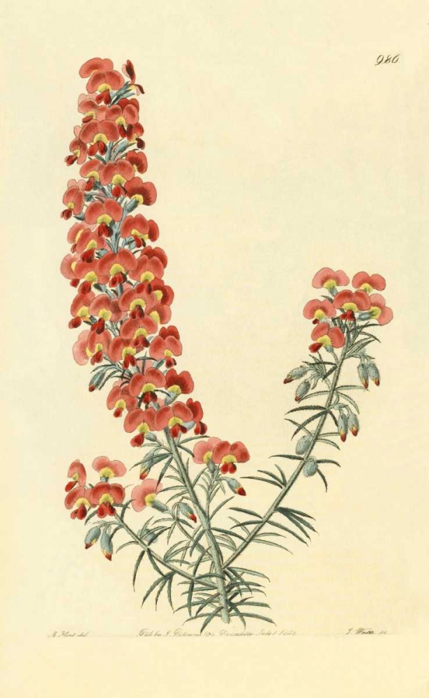 Chorizema Henchmanni art print by PI Collection for $57.95 CAD