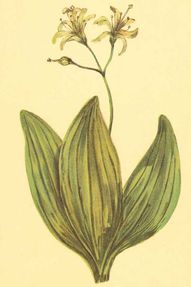 Clintonia art print by PI Collection for $57.95 CAD