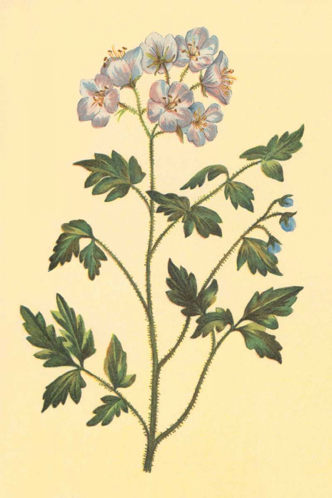 Cut Leaved Phacelia art print by PI Collection for $57.95 CAD