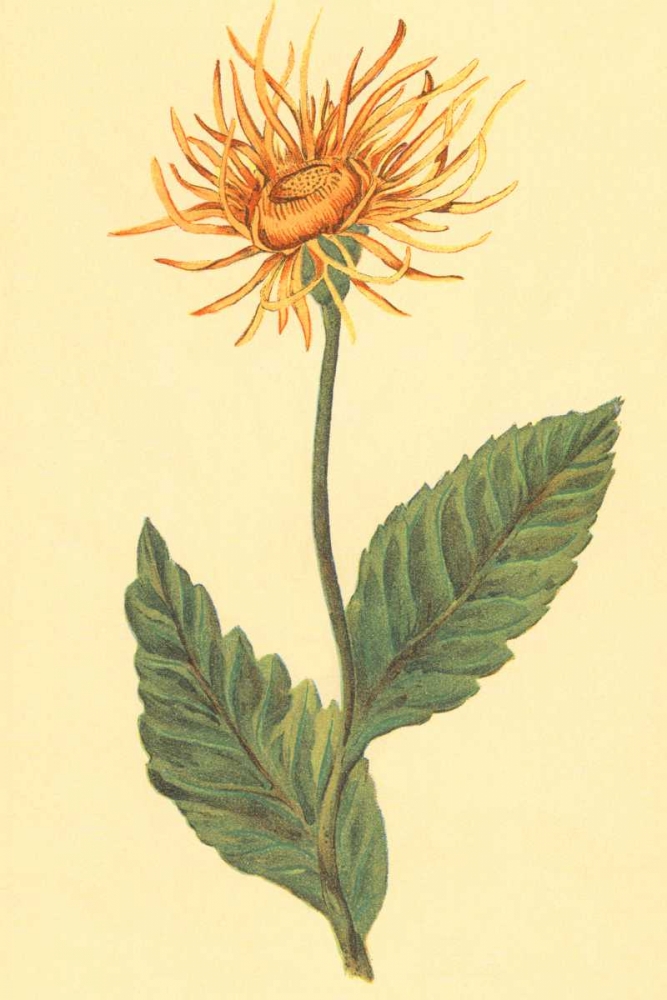 Ellecampane art print by PI Collection for $57.95 CAD
