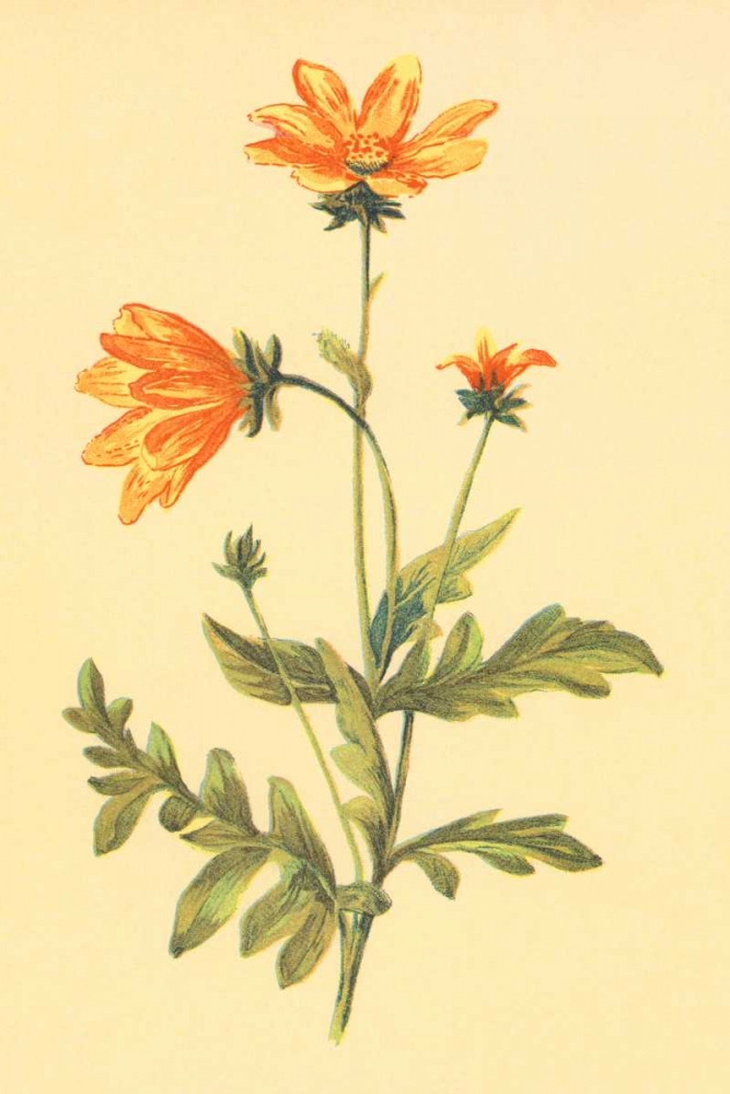 Engelmannia art print by PI Collection for $57.95 CAD