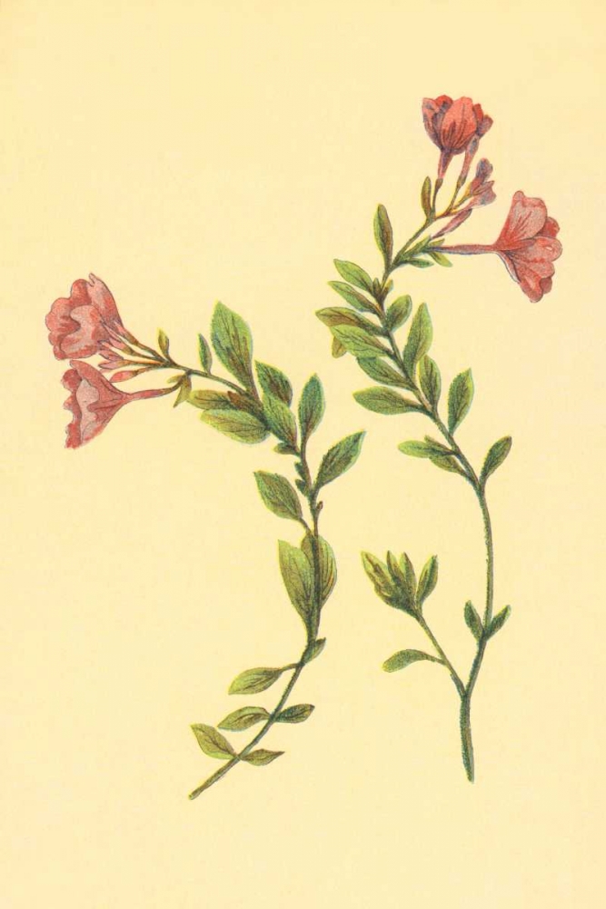 Epilobium Rigidum art print by PI Collection for $57.95 CAD