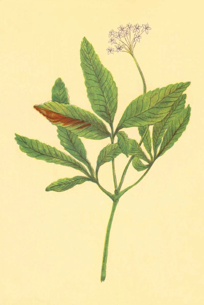 Five Leaved Ginseng art print by PI Collection for $57.95 CAD