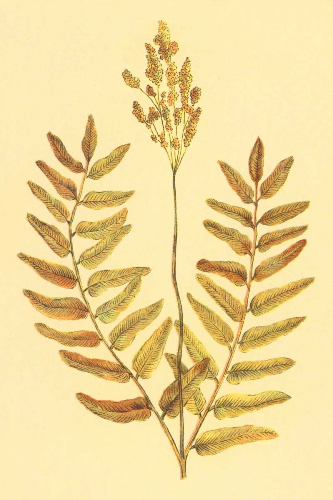 Flowering Fern art print by PI Collection for $57.95 CAD