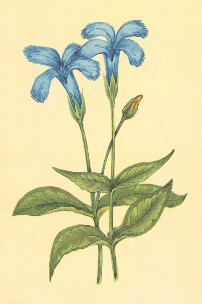 Finged Gentian art print by PI Collection for $57.95 CAD