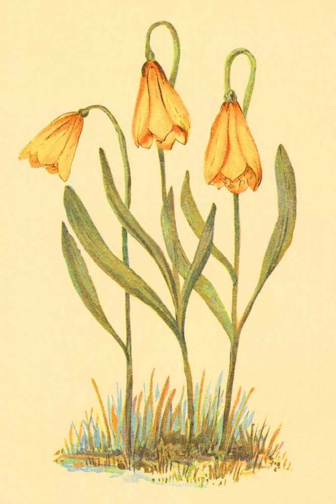 Fritillary art print by PI Collection for $57.95 CAD