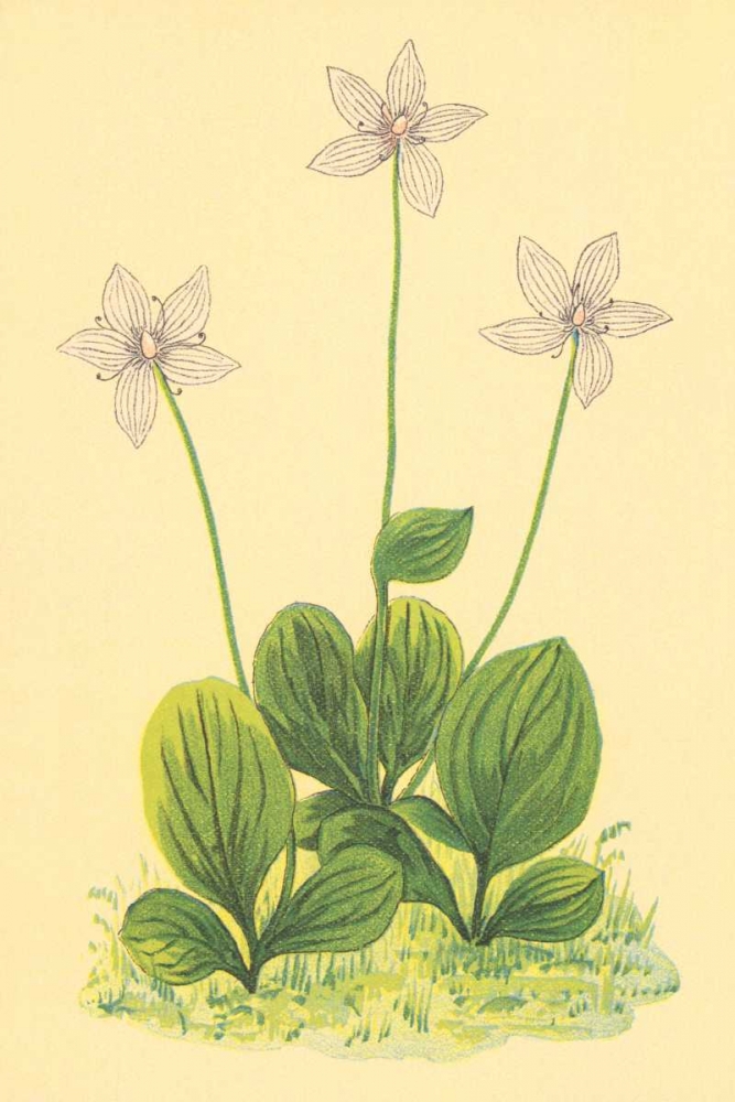 Grass of Parnassus art print by PI Collection for $57.95 CAD