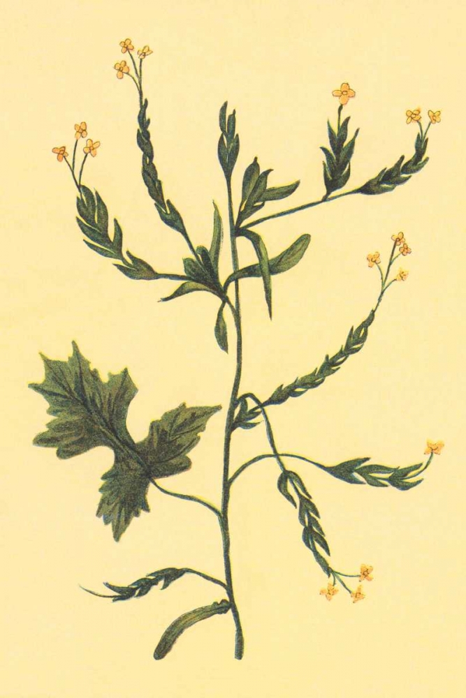 Hedge Mustard art print by PI Collection for $57.95 CAD