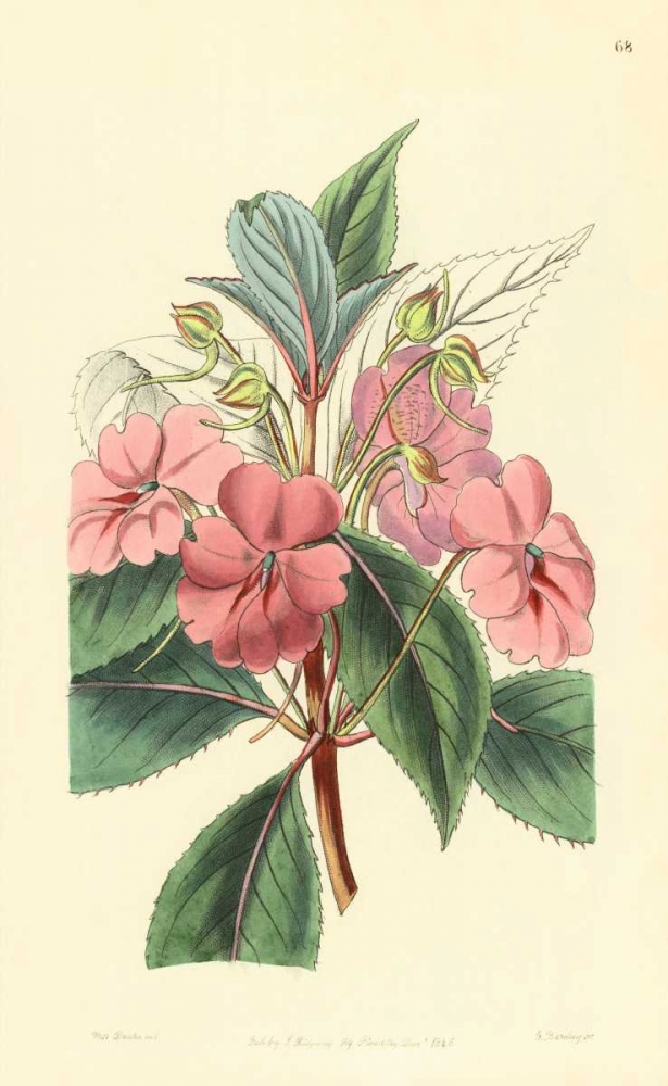 Impatiens Platypetala art print by PI Collection for $57.95 CAD