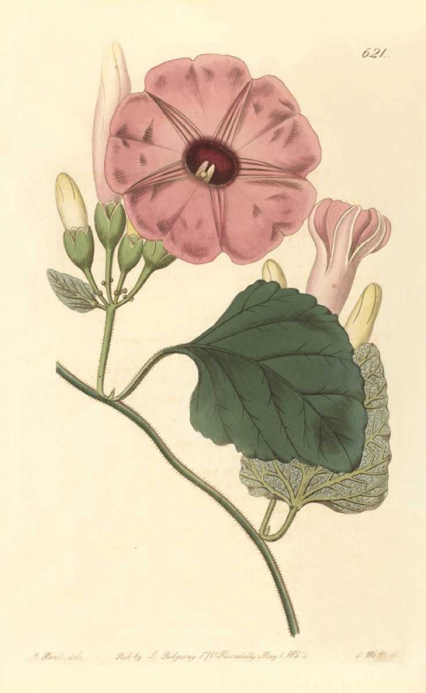 Ipomea Jalapa art print by PI Collection for $57.95 CAD
