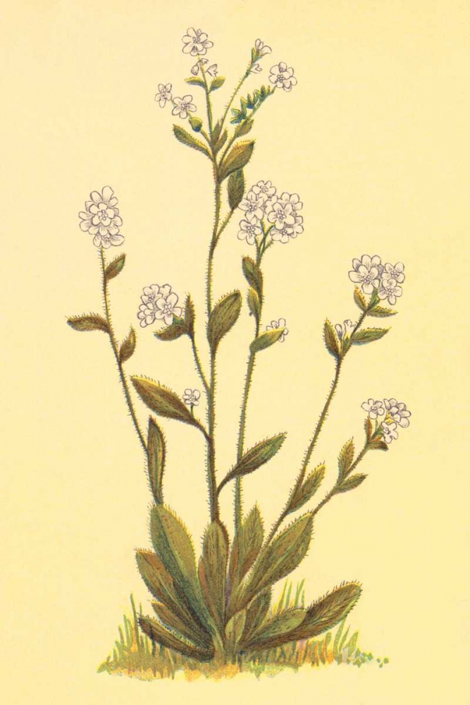 Kings Eritrichium art print by PI Collection for $57.95 CAD