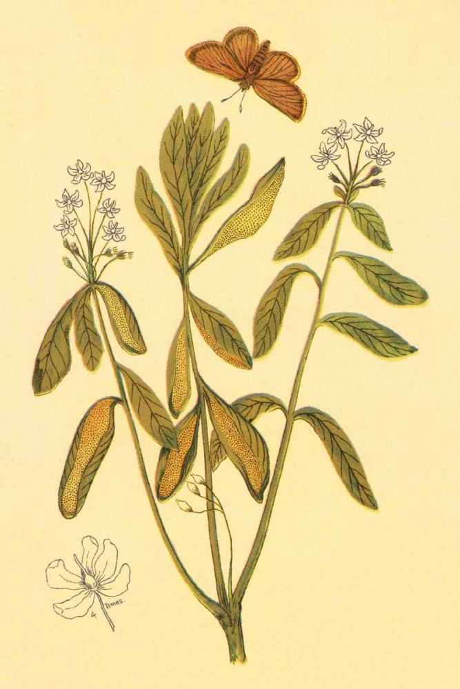 Labrador Tea art print by PI Collection for $57.95 CAD