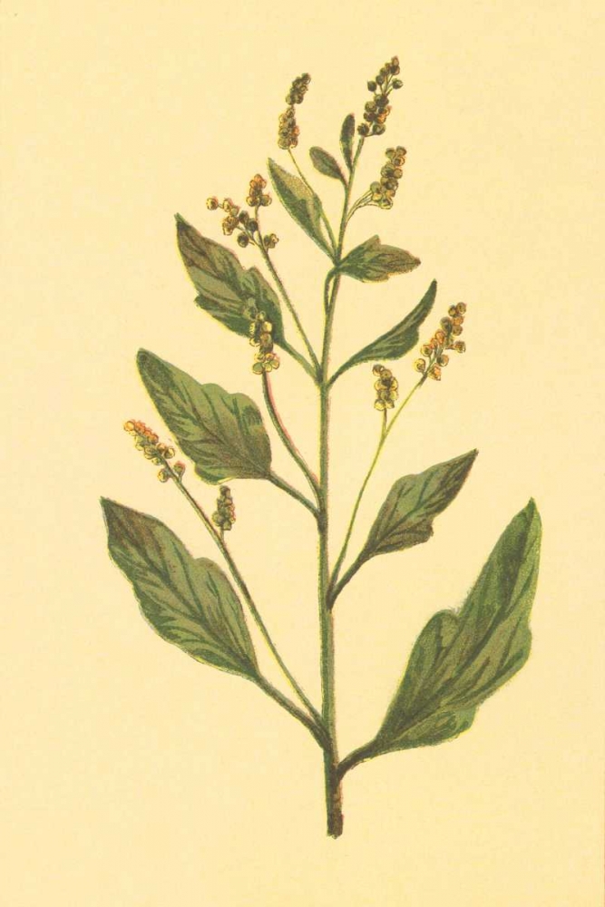Lambs Quarters art print by PI Collection for $57.95 CAD