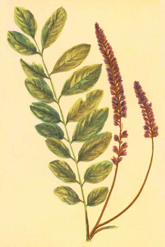 Lead Plant art print by PI Collection for $57.95 CAD