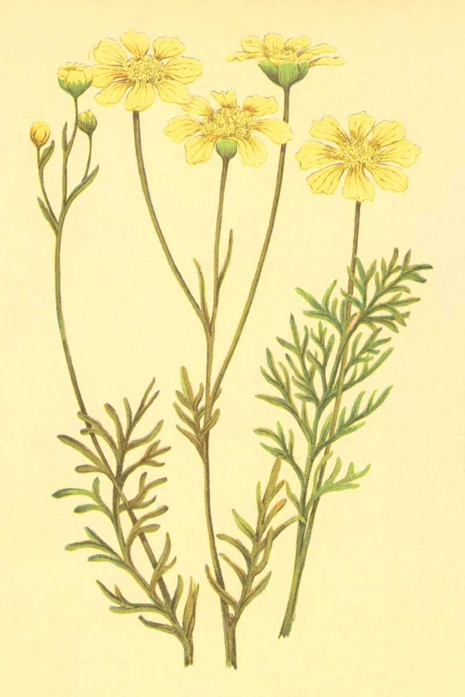 Newberry Leucampyx art print by PI Collection for $57.95 CAD