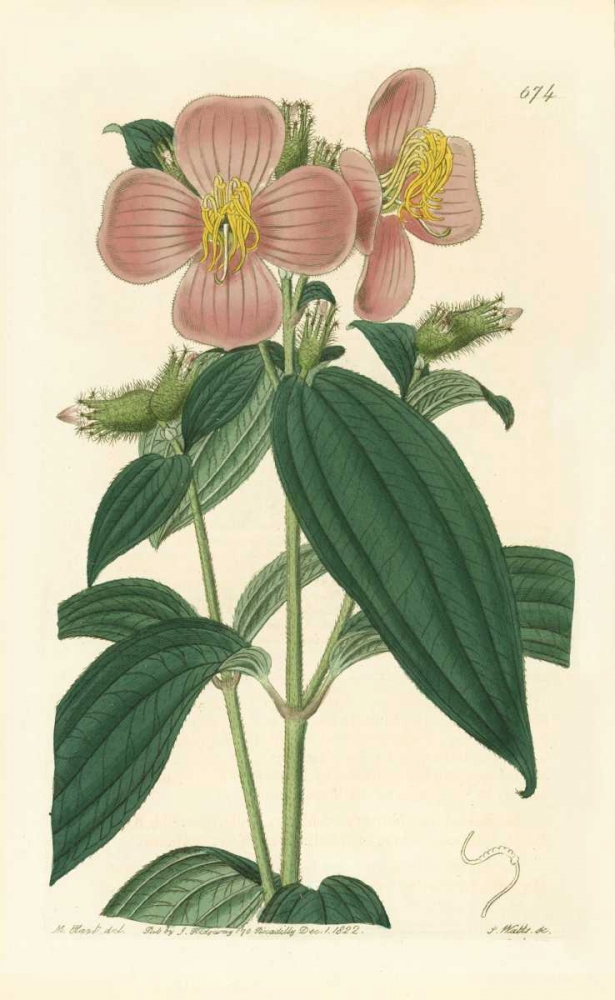Osbekia Stellata art print by PI Collection for $57.95 CAD