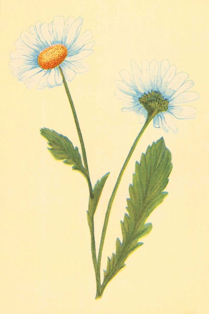 Ox Eye Daisy with Whiteweed art print by PI Collection for $57.95 CAD
