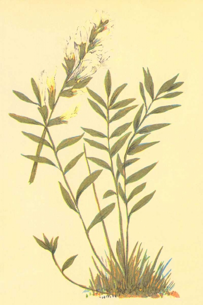 Oxytropis Lamberti art print by PI Collection for $57.95 CAD