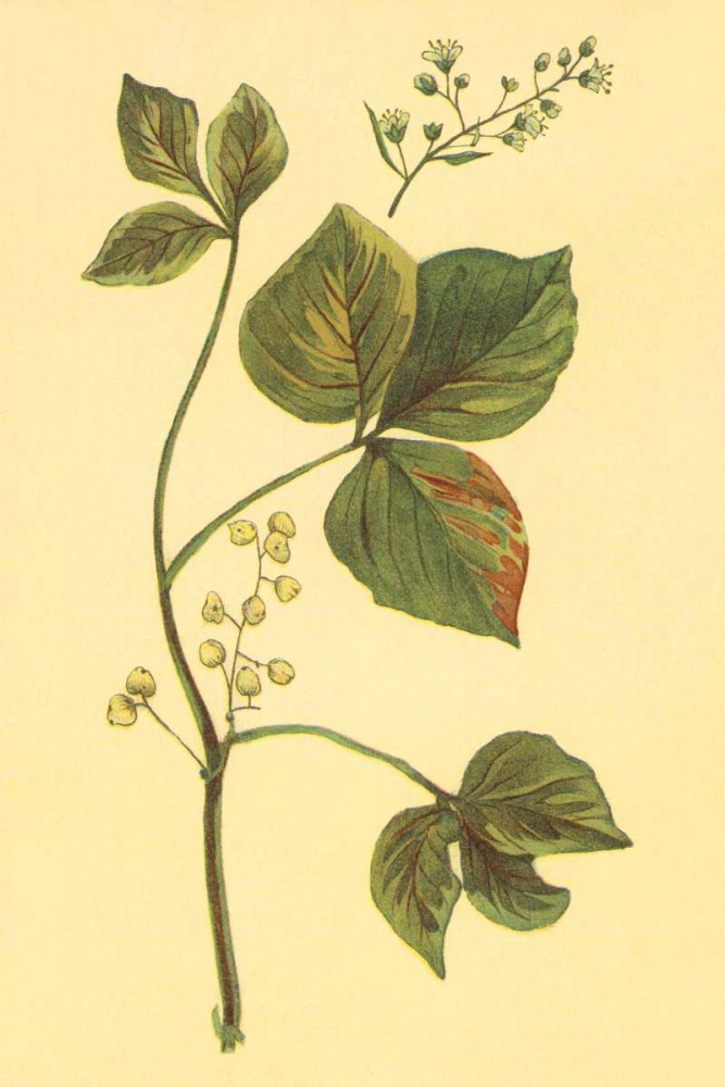 Poison Ivy and Poison Oak art print by PI Collection for $57.95 CAD