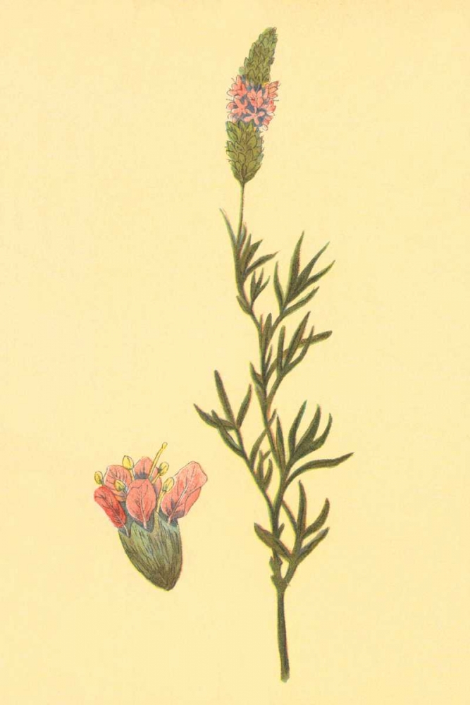Praire Clover art print by PI Collection for $57.95 CAD