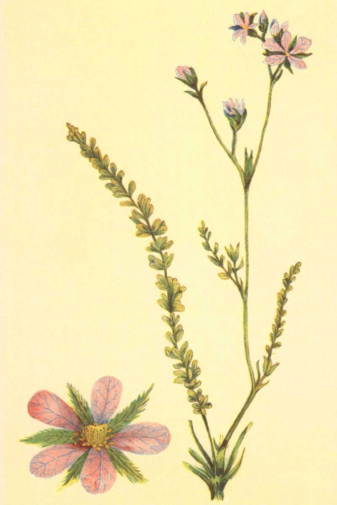 Purplish Horkelia art print by PI Collection for $57.95 CAD