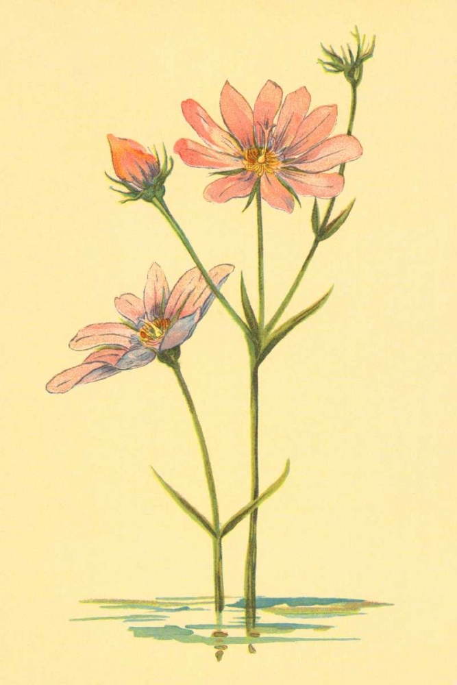 Sea Pink art print by PI Collection for $57.95 CAD