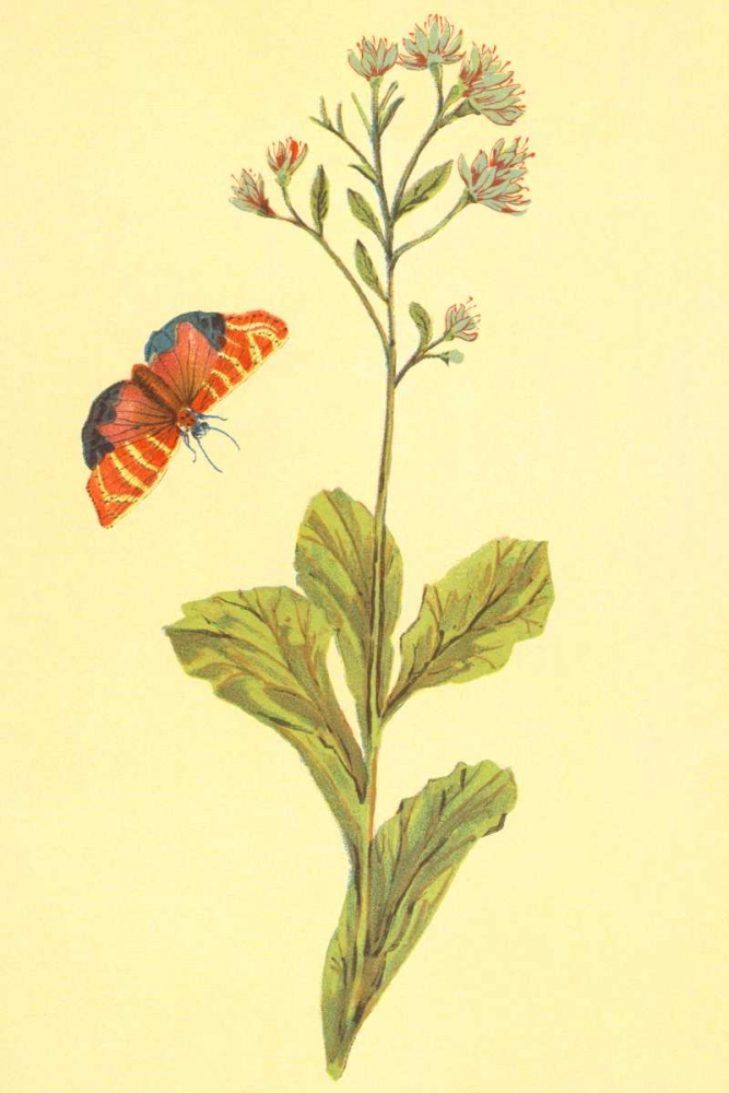 Sedum Telephium art print by PI Collection for $57.95 CAD