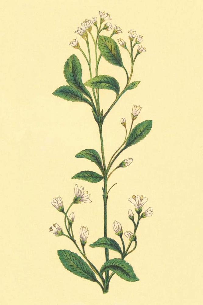 Service Berry and Shad Bush art print by PI Collection for $57.95 CAD