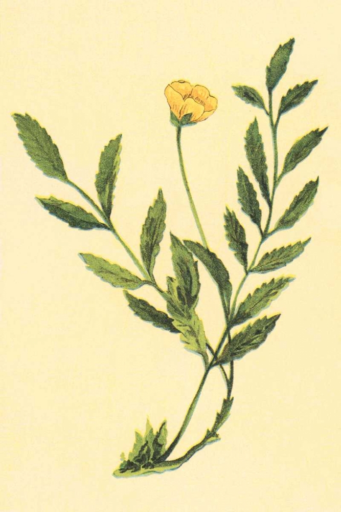 Silver Weed art print by PI Collection for $57.95 CAD