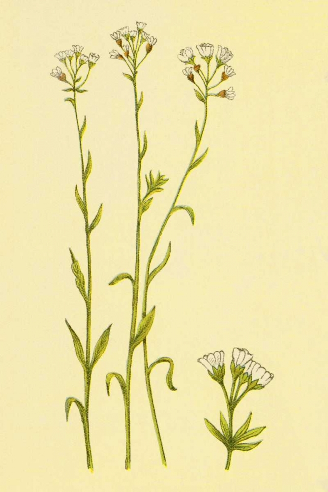 Smooth Rock Cress art print by PI Collection for $57.95 CAD
