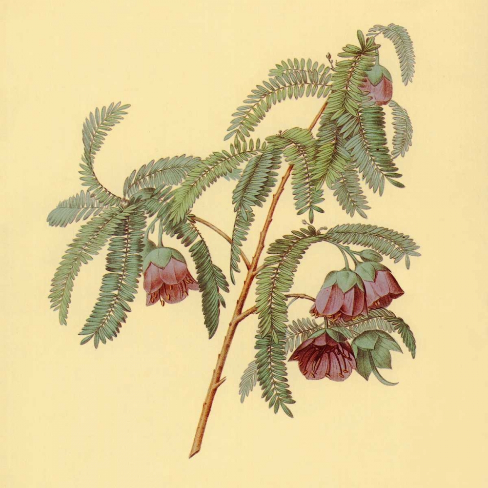 Spaendoncea Tamarandifolia art print by PI Collection for $57.95 CAD
