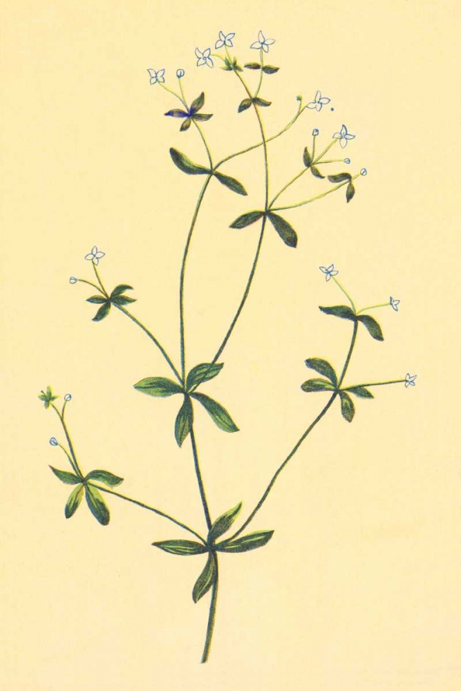 Sweet Scented Bedstraw art print by PI Collection for $57.95 CAD