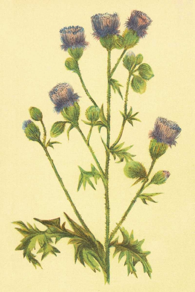 Thistle art print by PI Collection for $57.95 CAD