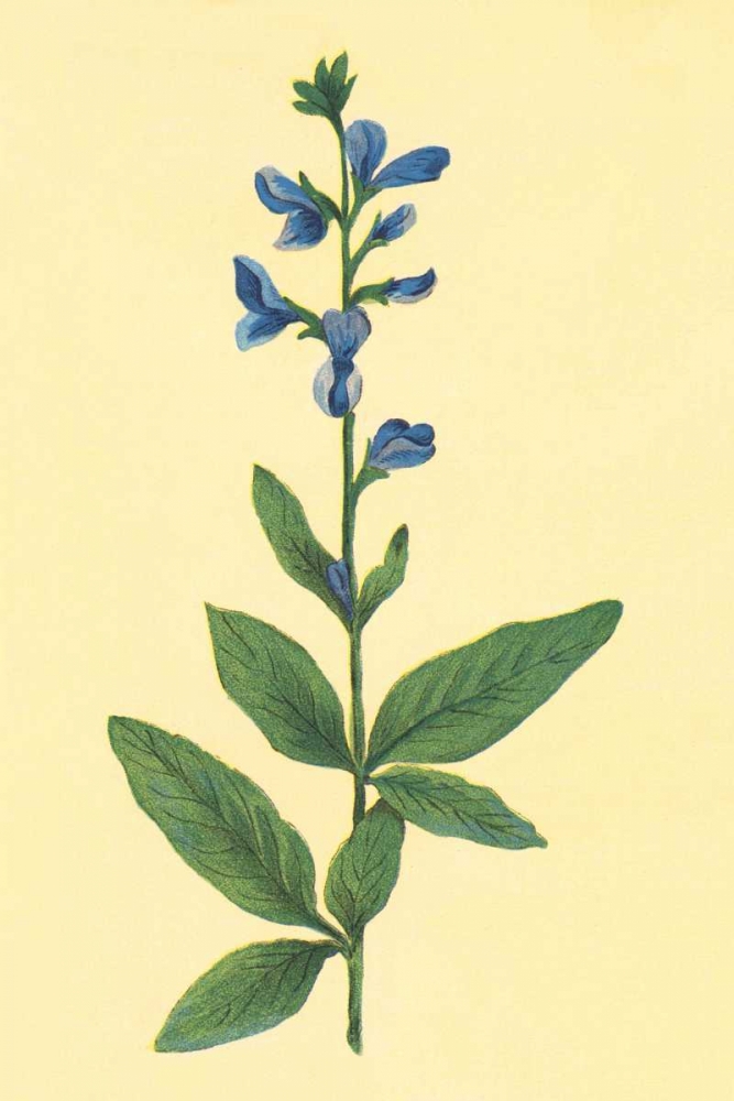 Tick Trefoil art print by PI Collection for $57.95 CAD
