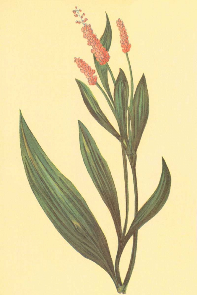 Water Knotweed art print by PI Collection for $57.95 CAD