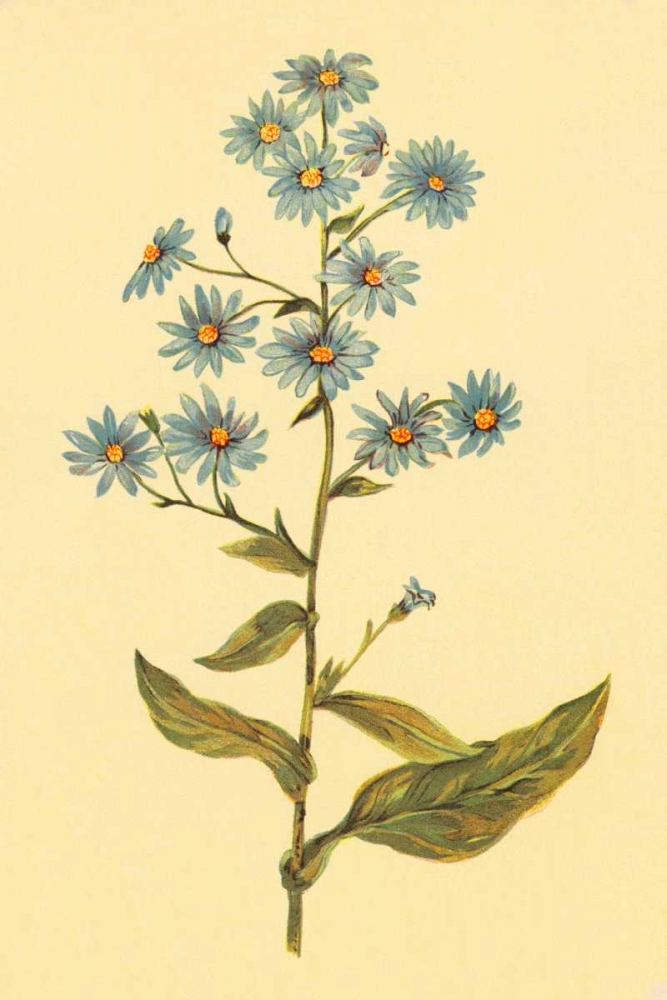 Wavy Leaved Aster art print by PI Collection for $57.95 CAD