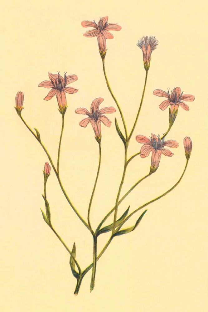 Wheelers Chaetadelpha art print by PI Collection for $57.95 CAD