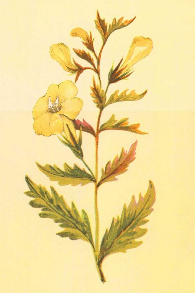 Yellow Fox Glove art print by PI Collection for $57.95 CAD